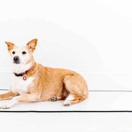 Solid Color Mat - Exam 23"x36", White